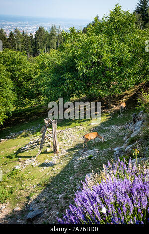 Vista da Fuerstenstand sulla montagna Plabutsch viola fioritura di salvia e due cervi con città Graz in background su una soleggiata giornata estiva in Stiria Foto Stock