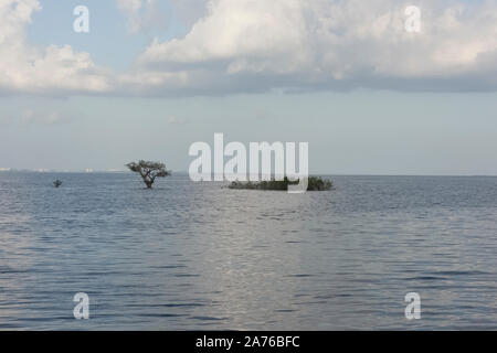 Fiume del Amazon e acque di vegetazione in una giornata di sole Foto Stock