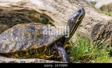 Gelbwangenschildkroete beim Sonnenbad Foto Stock