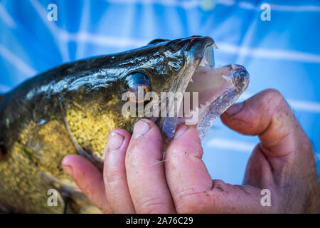 Luccio Stizostedion lucioperca luccioperca con bocca aperta nelle mani del pescatore Foto Stock