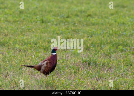 Fagiano maschio in un campo Foto Stock