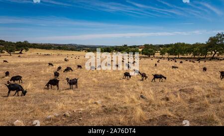 Allevamento di capre nero in un campo a mezzogiorno in un pomeriggio soleggiato. Foto Stock