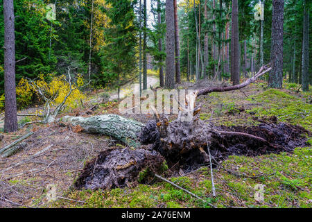 Un vento-albero caduto nella foresta cade lungo la strada forestale Foto Stock