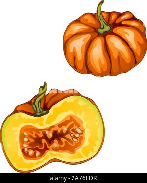 Raccolto autunnale. Le zucche. Illustrazione Vettoriale su uno sfondo bianco eseguito in un stile realista. Illustrazione Vettoriale