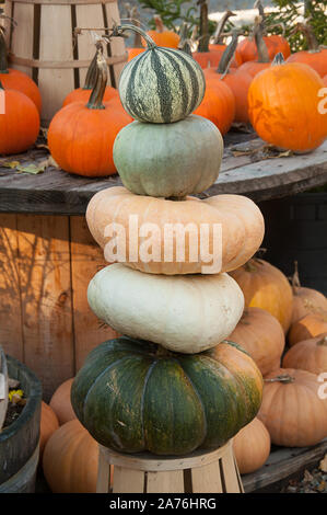 Pila di colore zucche, squash e zucche, rientrano ancora in vita, autunno autunno, in autunno still life, zucche, zucche, verdure, verticale, nessun popolo, NOB Foto Stock