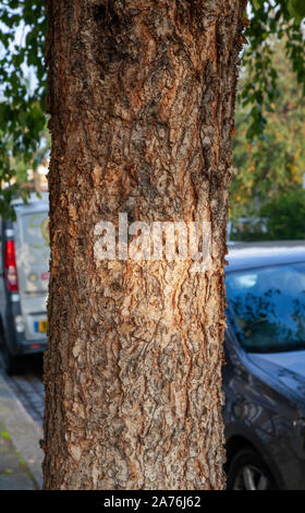 Corteccia di una matura River Birch (Betula nigra) street tree, Hackney Londra Foto Stock