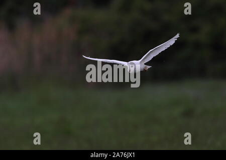 Albino Barbagianni Foto Stock