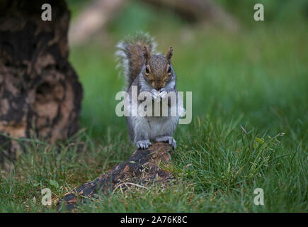 Grigio carolinensis Squirrel-Sciurus. Foto Stock