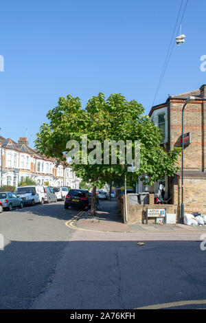 Indian Bean tree (Catalpa bignonioides), albero Street, Londra NW10 REGNO UNITO Foto Stock