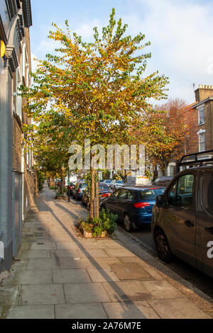 Katsura (Cercidiphyllum japonicum) street tree, Hackney, Londra UK Foto Stock