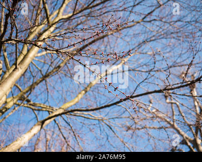 Boccioli di foglia lo sviluppo su un Katsura (Cercidiphyllum japonicum) struttura urbana in inverno, London REGNO UNITO Foto Stock