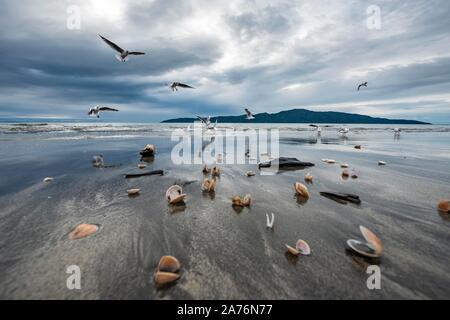 Gabbiani (Laridae) e gusci di Waikanae Beach, Kapiti Island, Waikanae, Isola del nord, Nuova Zelanda Foto Stock