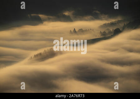 Alberi nella nebbia a Pieniny mountains nella luce di sunrise, Polonia Foto Stock