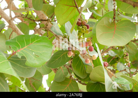 Seagrapes su albero Foto Stock