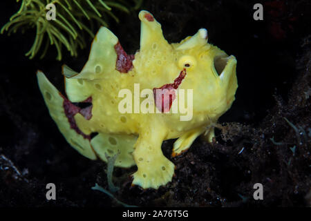 Un vivacemente colorato presenta verrucosa pesce rana, Antennarius maculatus, attende di imboscata piccole prede su una sabbia nera off pendenza Pulau Sangeang in Indonesia. Foto Stock