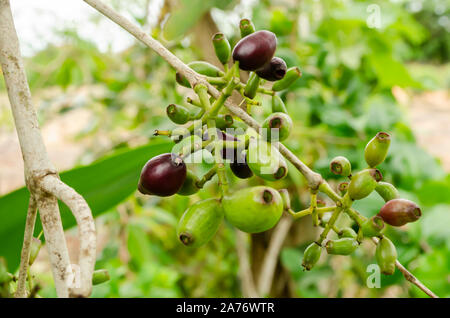 Syzygium Cumini frutti su albero Foto Stock