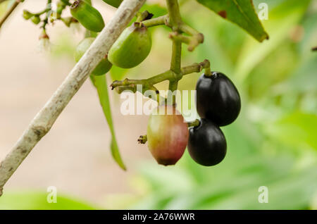 Mature e frutti immaturi Jamun frutti Foto Stock