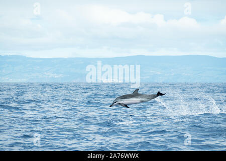 Un striato (Delfino Stenella coeruleoalba) salta fuori dall'acqua nell'Oceano Atlantico al largo della costa di Pico isola dell'arcipelago delle Azzorre. Foto Stock