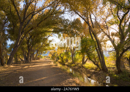 Pioppi neri americani alberi lungo un fosso di irrigazione vicino al Vescovo California nell'autunno. Foto Stock