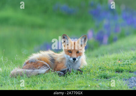 Red Fox (Vulpes vulpes vulpes), estate, orientale degli Stati Uniti, di Dominique Braud/Dembinsky Foto Assoc Foto Stock