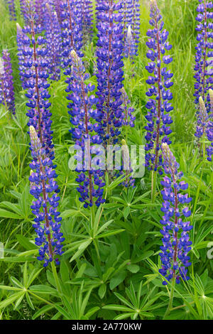 Lupini selvatici (Lupinus perennis), Nord America, estate, da Dominique Braud/Dembinsky Foto Assoc Foto Stock