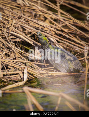 La tartaruga europea dello stagno (Emys orbicularis), anche chiamato comunemente il terrapin europeo dello stagno e la tartaruga europea dello stagno Foto Stock