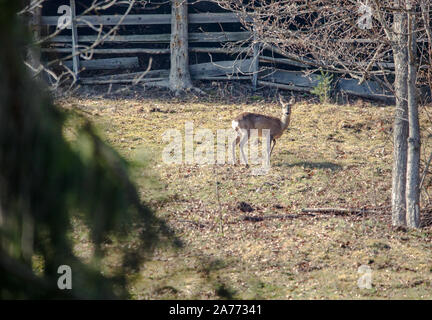 Il capriolo europeo (Capreolo capreolo), conosciuto anche come capriolo occidentale, chevreuil, o semplicemente capriolo o capriolo, è una specie di cervo. Foto Stock