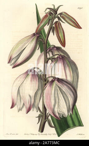 Lo spagnolo pugnale, Yucca gloriosa var. gloriosa (superba Adam's ago, Yucca superba). Handcolored incisione su rame da S. Watts dopo una illustrazione da Miss Drake da Sydenham Edwards' 'il registro botanico", Londra, Ridgway, 1834. Sarah Anne Drake (1803-1857) ha richiamato oltre 1.300 piastre per il botanico John Lindley, compresi molti orchidee. Foto Stock