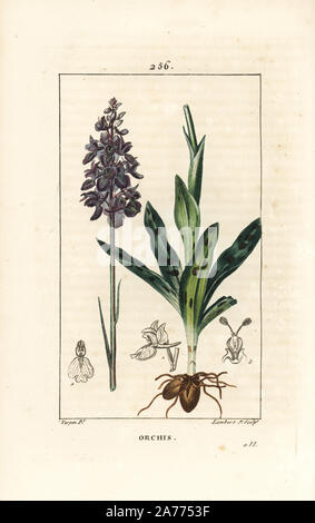 Inizio viola o maschio di orchidee, Orchis mascula, con fiore levetta, a foglia e la lampadina. Imbianchini Handcolored incisione su rame da Lambert Junior da un disegno di Pierre Jean-Francois Turpin da Chaumeton, Poiret e Chamberet 'La Flore Médicale", Parigi, Panckoucke, 1830. Turpin (17751840) era uno dei tre giganti del botanico francese arte dell'era a fianco di Pierre Joseph Redoute e Pancrace Bessa. Foto Stock