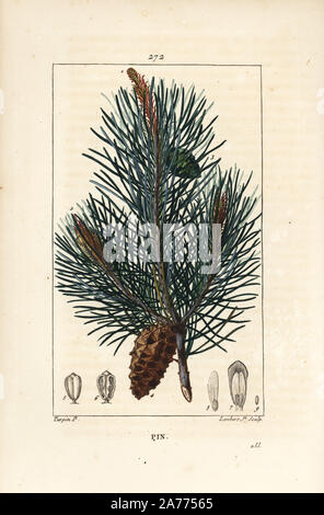 Wild pino o di pino silvestre, Pinus sylvestris, con il ramo, un ago, e cono di pino. Imbianchini Handcolored incisione su rame da Lambert Junior da un disegno di Pierre Jean-Francois Turpin da Chaumeton, Poiret e Chamberet 'La Flore Médicale", Parigi, Panckoucke, 1830. Turpin (17751840) era uno dei tre giganti del botanico francese arte dell'era a fianco di Pierre Joseph Redoute e Pancrace Bessa. Foto Stock