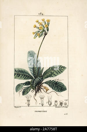 Cowslip, Primula veris, mostrando fiori, foglie e radici. Imbianchini Handcolored incisione su rame da Lambert Junior da un disegno di Pierre Jean-Francois Turpin da Chaumeton, Poiret e Chamberet 'La Flore Médicale", Parigi, Panckoucke, 1830. Turpin (17751840) era uno dei tre giganti del botanico francese arte dell'era a fianco di Pierre Joseph Redoute e Pancrace Bessa. Foto Stock