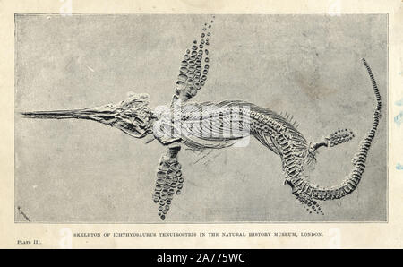 Leptonectes tenuirostris (Ichthyosaurus tenuirostris) skeleton nel Museo di Storia Naturale di Londra. Litografia dopo una illustrazione da Meisenbach da H. N. Hutchinson 'estinti mostri e Creature di altri giorni " Chapman e Hall, Londra, 1894. Foto Stock