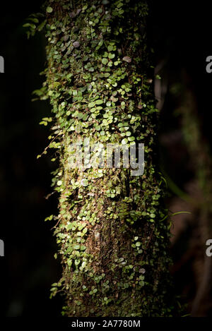 Waitakere gamme Parco Regionale, Nuova Zelanda. Delicato sottobosco nella foresta nativa Foto Stock