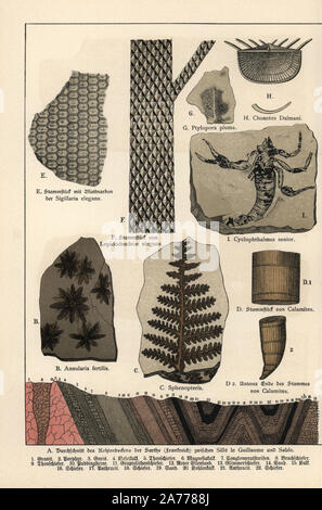 I fossili di piante inclusi Annularia fertilis, fogliame Sphenopteris, equiseto Calamites, Sigillaria elegans, Lepidodendron elegans, Ptylopora pluma, Chonetes dalmani, e uno scorpione Cyclophthalmus senior. Chromolithograph dal dottor P. Rolle 'Geologia e Paleontologia' Sezione in Gotthilf Heinrich von Schubert 'Naturgeschichte,' Schreiber, Monaco, 1886. Foto Stock