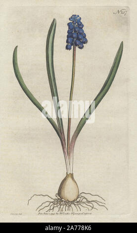 Giacinto di uva, Muscari botryoides (Hyacinthus botryoides). Copperplate Handcolored disegnato e inciso da Sydenham Edwards da William Curtis's "Rivista botanica, St. George's Crescent, Londra, 1791. Foto Stock