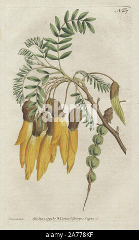 Winged-podded sophora o kowhai, Sophora tetraptera, nativo di Nuova Zelanda. Copperplate Handcolored disegnato e inciso da Sydenham Edwards da William Curtis's "Rivista botanica, St. George's Crescent, Londra, 1791. Foto Stock