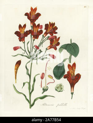 Parrot lily o rosso screziato a fiore, alstroemeria Alstroemeria pulchella. Handcolored incisione su rame di J. Swan dopo una illustrazione botanica da William Jackson Hooker dalla propria 'flora esotica,' Blackwood, Edimburgo, 1823. Hooker (1785-1865) era un botanico inglese che specializzato in orchidee e felci, e fu direttore del Royal Botanical Gardens di Kew dal 1841. Foto Stock