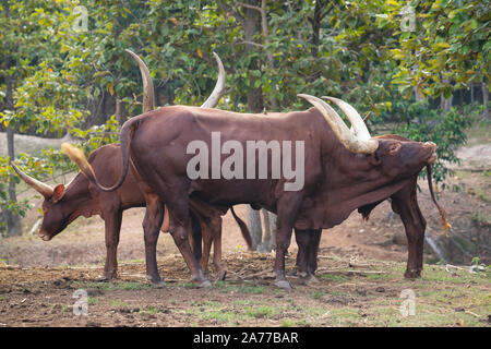 Allevamento di ankole watusi bovini in zoo Foto Stock