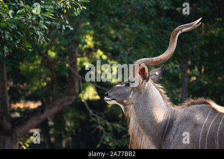 Ritratto di maschio maggiore kudu antilope (tragelaphus strepsiceros) Foto Stock