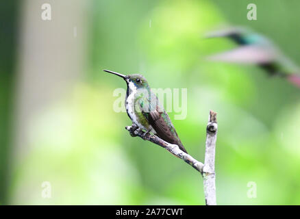 Bella Black-throated Mango (Anthracothorax nigricollis) femmina appollaiato su un ramo di albero Foto Stock