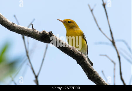 Bella Prothonotary trillo (Protonotaria citrea) maschio appollaiato su un ramo di albero Foto Stock