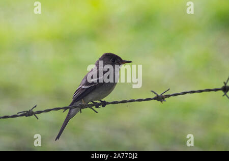 Tropical Pewee o meridionale Pewee tropicale (Contopus cinereus) appollaiato su un filo di recinzione Foto Stock