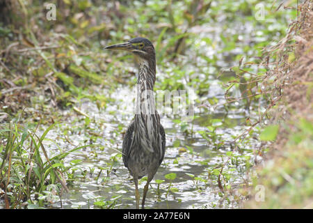 Close up di un verde Heron (Butorides virescens) in cerca di cibo in un piccolo stagno Foto Stock