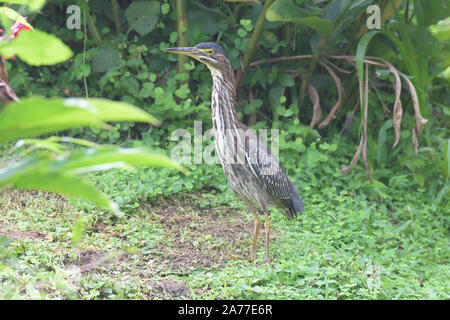 Close up di un verde Heron (Butorides virescens) in cerca di cibo in un piccolo stagno Foto Stock