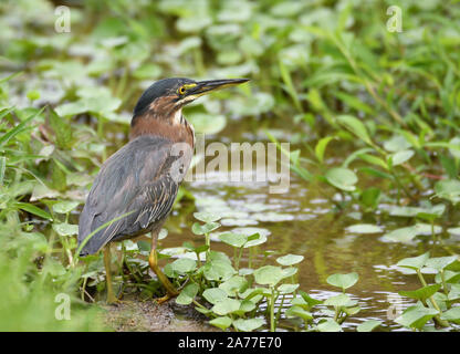 Close up di un verde Heron (Butorides virescens) in cerca di cibo in un piccolo stagno Foto Stock