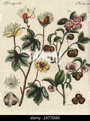 Levant pianta di cotone, Gossypium herbaceum, e pianta del tè, Camellia sinensis. Handcolored incisione su rame dopo una illustrazione botanica da Christian Muller da Friedrich Johann Bertuch's Bilderbuch fur Kinder (Picture Book per bambini), Weimar, 1792. Foto Stock