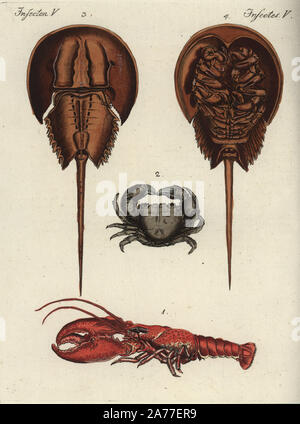 Astice, Homarus gammarus 1, granciporri, Cancer pagurus 2, e Atlantico granchio a ferro di cavallo, Limulus polyphemus, dorsale 3, ventrale di 4. Handcolored incisione su rame da Friedrich Johann Bertuch's Bilderbuch fur Kinder (Picture Book per bambini), Weimar, 1792. Foto Stock