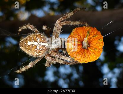 Un immagine di isolato di una sconnessa zucca stata aggredita incollato su una foto di un ragno di mangiare prede sul suo web Foto Stock