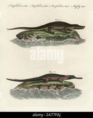 American alligator Alligator mississippiensis 1, e gavial o gharial, Gavialis gangeticus 2, criticamente minacciata di estinzione. Handcolored incisione su rame da Friedrich Johann Bertuch's Bilderbuch fur Kinder (Picture Book per bambini), Weimar, 1798. Foto Stock