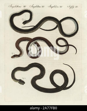 Montpelier snake, Malpolon monspessulanus 1, saettone, Zamenis longissimus 2, e quattro-rigato serpente Elaphe quatuorlineata 3. Handcolored incisione su rame da Friedrich Johann Bertuch's Bilderbuch fur Kinder (Picture Book per bambini), Weimar, 1798. Foto Stock